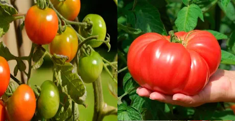 Биоудобрение «“ЗЕЛЕНЫЙ ЛУГ”»