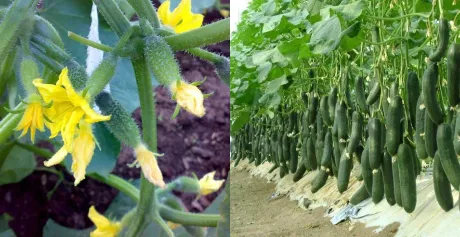 Биоудобрение «“ЗЕЛЕНЫЙ ЛУГ”»