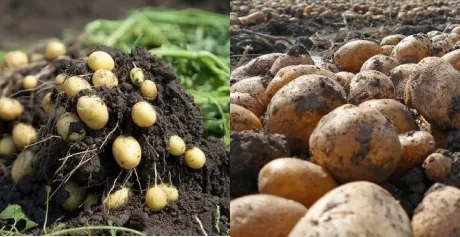 Биоудобрение «“ЗЕЛЕНЫЙ ЛУГ”»