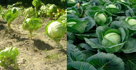 Биоудобрение «“ЗЕЛЕНЫЙ ЛУГ”»