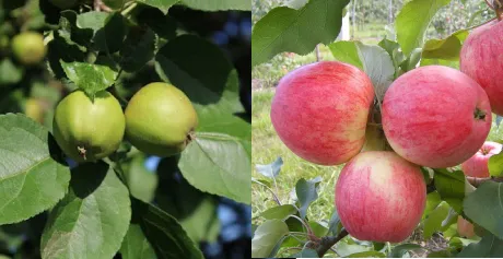 Биоудобрение «“ЗЕЛЕНЫЙ ЛУГ”»