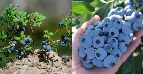 Биоудобрение «“ЗЕЛЕНЫЙ ЛУГ”»