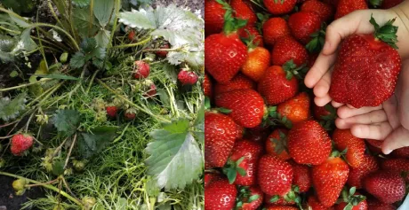 Биоудобрение «“ЗЕЛЕНЫЙ ЛУГ”»